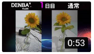 DENBA　ガーベラ・コスモス・ひまわり比較