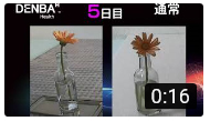 ガーベラ鮮度保持比較
