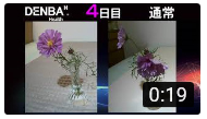 コスモス鮮度保持比較