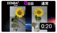 DENBAひまわり鮮度保持実験