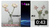 DENBAバラ鮮度保持実験
