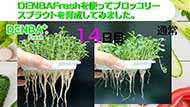 DENBA Fresh　ブロッコリースプラウト生育実証映像