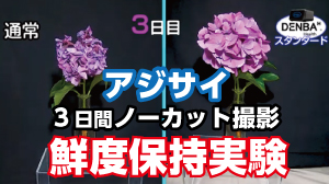 DENBAスタンダードを使用したアジサイの比較実験です。
アジサイは同じ株から使用しています。
エアコン不使用の部屋で撮影しています。