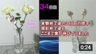 バラ34日実証実験【短縮版】