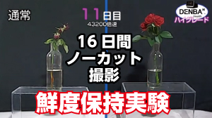 DENBAヘルス による生花（ミニバラ）の鮮度保持実験
16日間ノーカット撮影