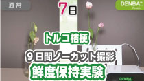 DENBA Fresh×トルコ桔梗鮮度保持実験